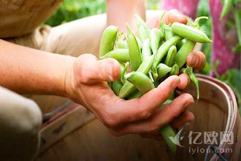 纯干货丨社区支持农业（CSA）六大解读